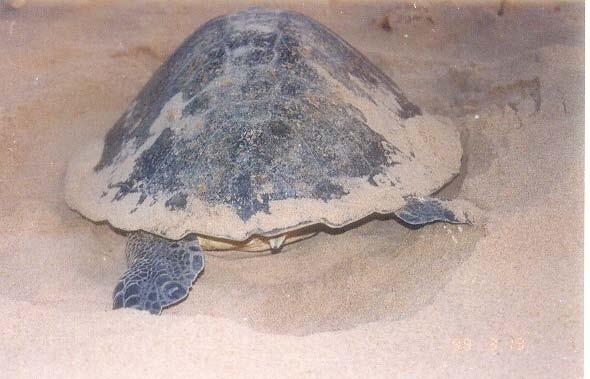 Most surprisingly, the nestings in the most disturbed areas has increased by 20% and this brings into fold the fact that the Sea Turtles are in desperate need of a comprehensive protection guaranteed