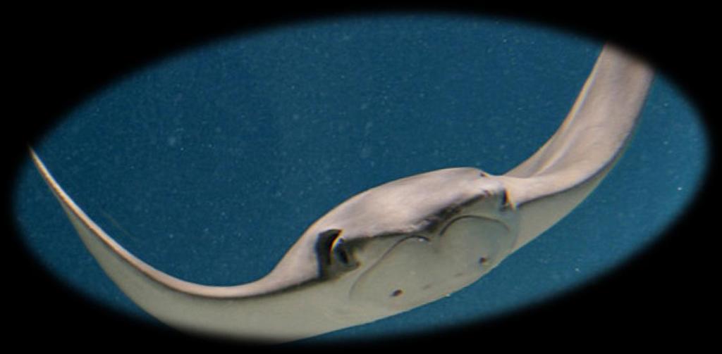 When born, cownose rays are a little over 1 foot across.