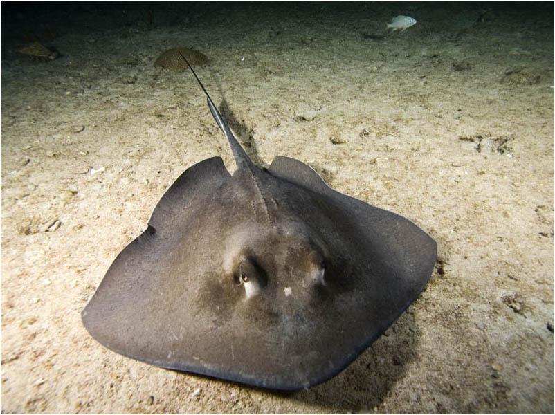 Occasionally, other types of rays