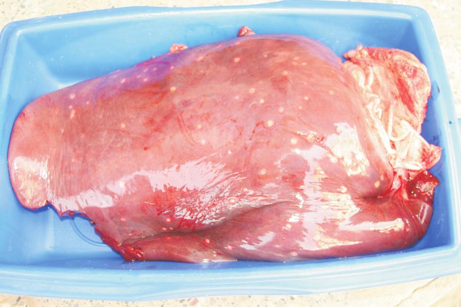 Figure 1. Bovine liver showing cysts of Cysticercus Discussion The prevalence of C. bovis is low in developed countries, being less than 1% of carcasses inspected (Onyango Abuje et al., 1996).