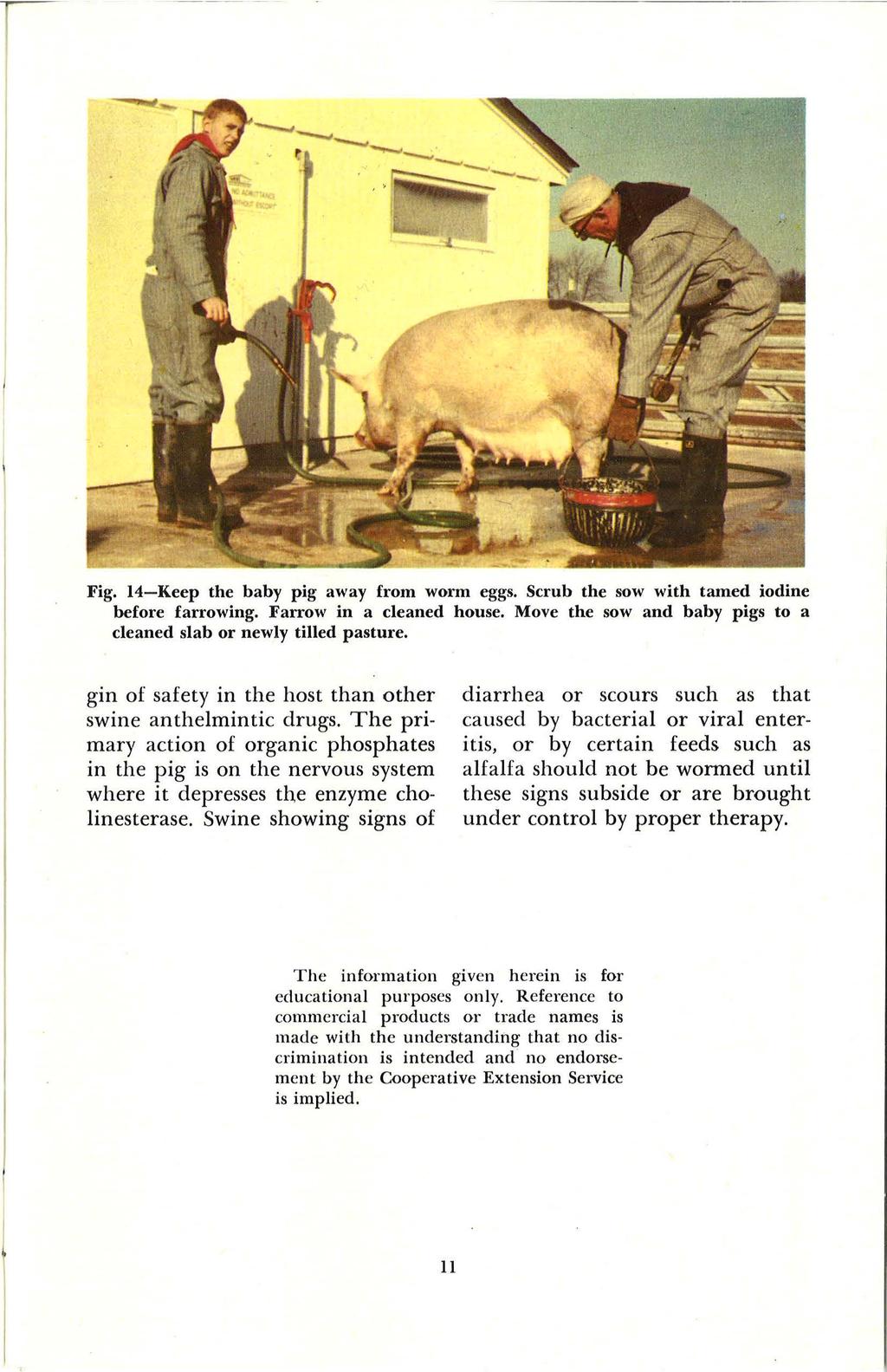 Fig. 14-Keep the baby pig away from worm eggs. Scrub the sow with tamed iodine before farrowing. Farrow in a cleaned house. Move the sow and baby pigs to a cleaned slab or newly tilled pasture.