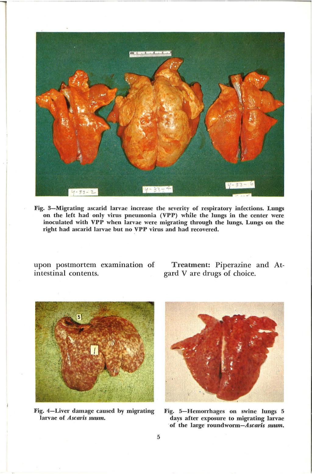 Fig. 3-Migrating ascarid larvae increase the severity of respiratory infections.