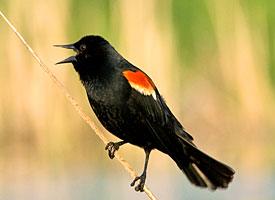 Birds of Lake Carnegie This is the Red Winged Blackbird.