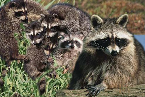 Mammals of Lake Carnegie: Raccoons: A racoonss diet consists of 40% invertebrates, 33%plants and 27% vertebrates.
