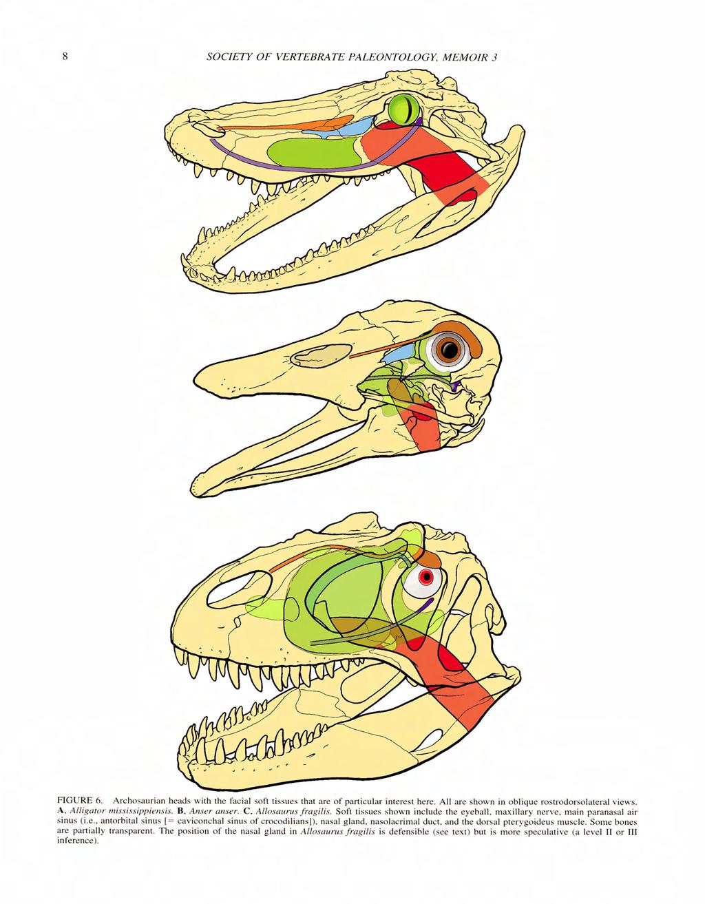 SOCIETY OF VERTEBRATE PALEONTOLOGY, MEMOIR 3 FIGURE 6. Archosaurian heads with the facial soft tissues that are of particular interest here. All are shown in obliaue rostrodorsolateral views.