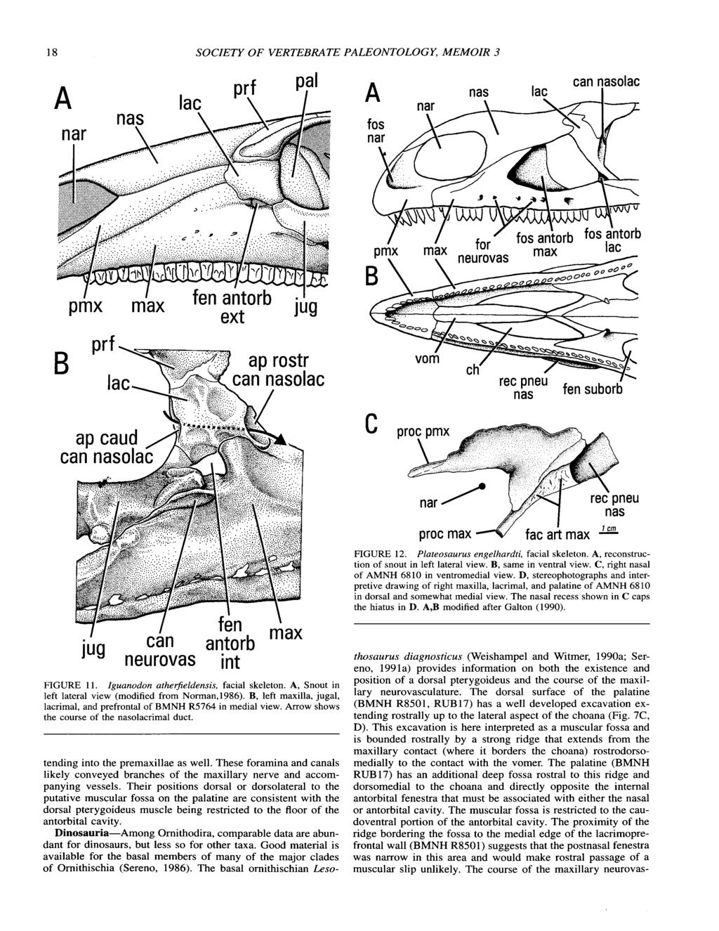 18 SOCIETY OF VERTEBRATE PALEONTOLOGY, MEMOIR 3 X can nasolac I\ pneu fen suborb nas ap caud can 1 cm proc max 4," fac a i max - FIGURE 12. Plateosaurus engelhardti, facial skeleton.