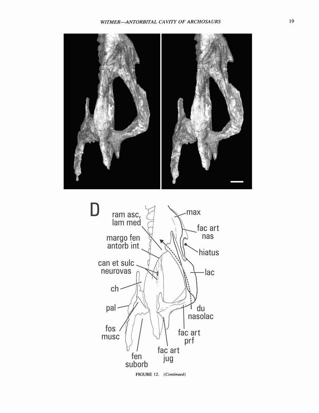 WZTMER-ANTORBITAL CAVITY OF ARCHOSAURS D margo fen can et sulc