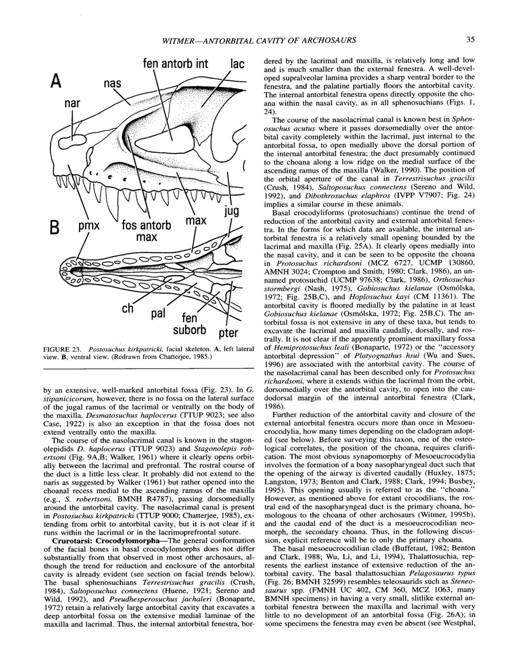 WITMERANTORBITAL ( 7AVITY OF ARCHOSA URS 35 fen antorb int suborb lac pier FIGURE 23. Postosuchus kirkpatricki, facial skeleton. A, left lateral view. B, ventral view. (Redrawn from Chatterjee, 1985.