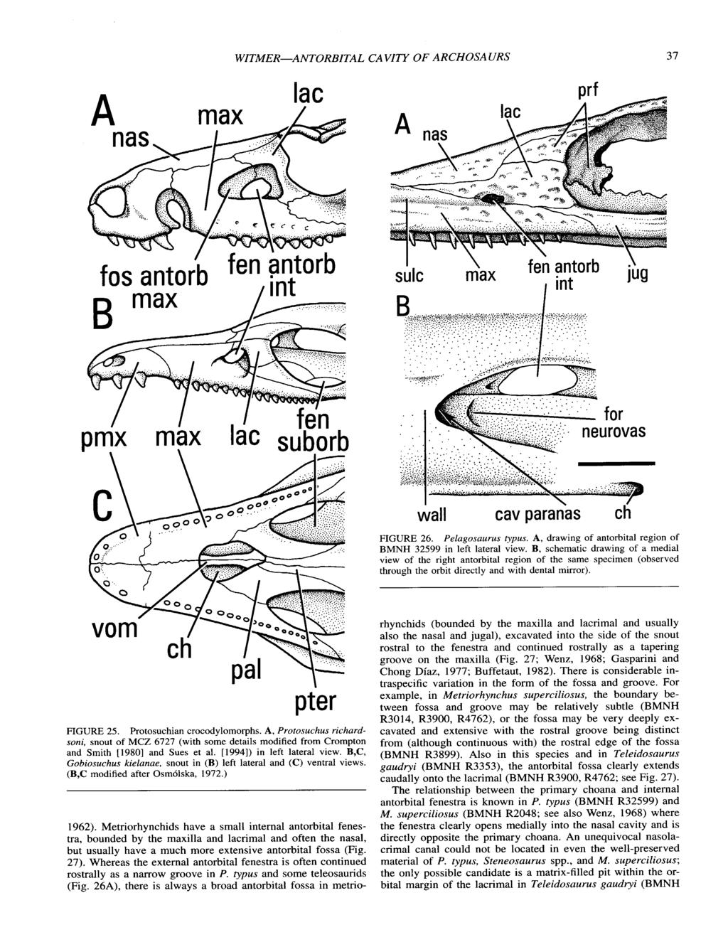 WITMER-ANTORBITAL CAVITY OF ARCHOSAURS 37 I \ sulc max fen antorb int Lg wall cav paraias ch FIGURE 26. Pelagosaurus typus. A, drawing of antorbital region of BMNH 32599 in left lateral view.