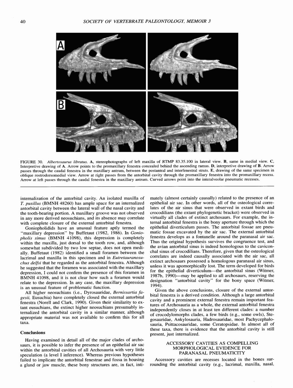 SOCIETY OF VERTEBRATE PALEONTOLOGY, MEMOIR 3 FIGURE 30. Albertosaurus libratus. A, stereophotographs of left maxilla of RTMP 83.35.100 in lateral view. B, same in medial view.