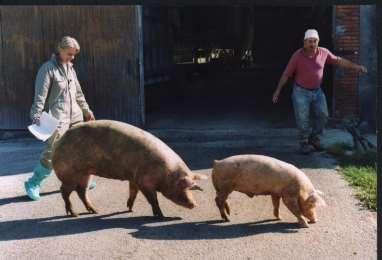 THE APPLICATION OF HOMEOPATHY IN 3136 PIGS DR CARLA DE BENEDICTIS VETERINARY SURGEON,