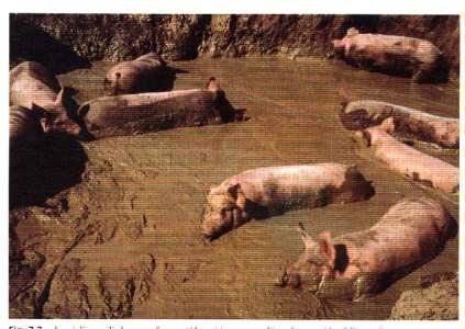 Ethological and behavioural aspects The swine is a social animal with a rigid hierarchy and need to have space enough for escape from the dominant. Swine is very intelligent, Q.I.