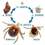 Ticks and Chiggers