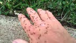 Fire Ants Swarm when disturbed