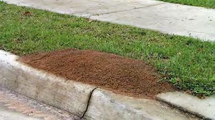 Ants Conspicuous mounds along