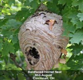 Wasps Bald-Faced Hornets