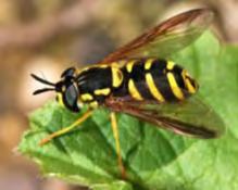 Wasps and Bees Mimicked by