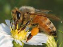 Honey bees Excellent