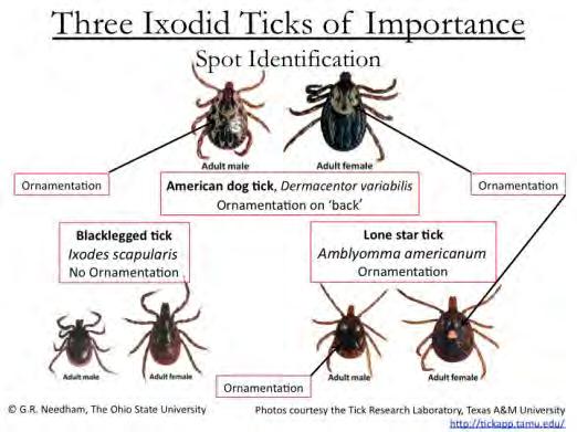 American Dog tick Tick & Chigger Prevention Permethrin: Kills ticks and Chiggers Outright 0.