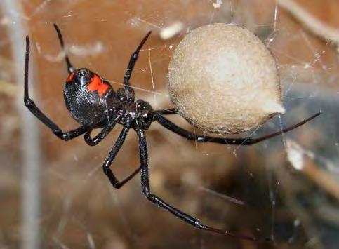 Ticks and chiggers Spiders Black widow Tick removal lots of tools and opinion on how to do it you decide for yourself.