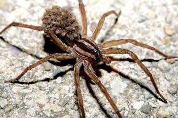 Non-threatening bite Large Spider: 2-3 inch