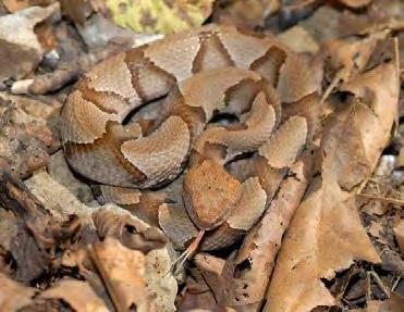 Cottonmouth Timber Rattlesnake