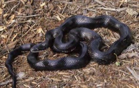 Black Snake - Blue