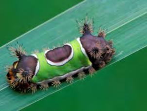 Small caterpillars 1 1.