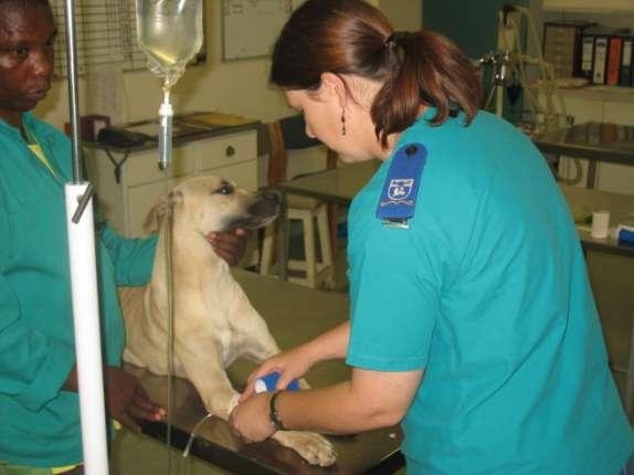 THE ROLE OF A VETERINARY NURSE 21 CARE CARE CARE A veterinary nurse assists a