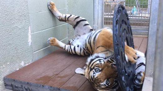Zoo Knoxville gets new tiger for Tiger Forest 1:26 Zoo Knoxville s third rare Malayan tiger arrived in East Tennessee on Thursday, Jan. 26, 2017.