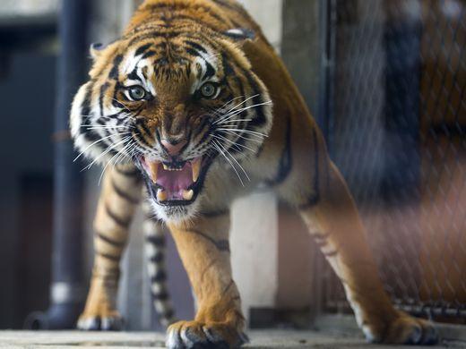 Calling Tiger Forest "a grand project from a grand vision," Zoo President and CEO Lisa New said the exhibit "is the best new animal experience of any zoo anywhere.