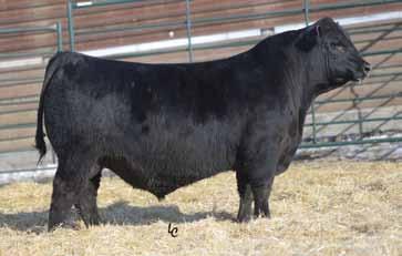 60 An eye appealing son of Leupold A mix up on our part that he didn t get lot numbered, but one that definitely needs to be in the sale.