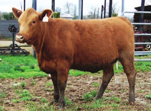 2018 Grasstime Auction 66 Bred Heifer BW 86 lbs. 119 WW 490 lbs.