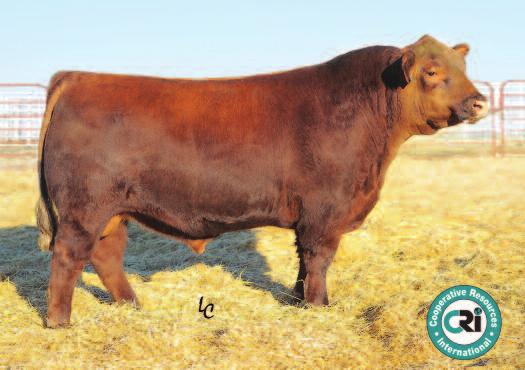 2018 Grasstime Auction Herd Bull Prospects: 75 Bull BW 74 lbs. 103 WW 593 lbs. 117 YW 1074 lbs.