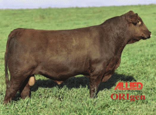 2018 Grasstime Auction Bieber Commissioner B599 Full brother to dam of Lot 80 Embryos Embryos EMYO PACKAGE Sire Reg. #: 3494198 Dam Reg.