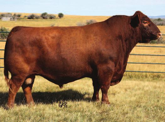 net The dam of these embryos is a full sister to Bieber Commissioner B599, whose cow family is among the most envied and valuable at Bieber s. Selling a package of three (3) #1 grade embryos.
