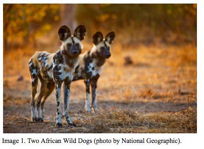 Katie Holmes Sophomore College 2017 Local Extinction of African Wild Dogs in The Serengeti National Park Contents I. Abstract II. Introduction III. Methods IV. Background on African Wild Dogs V.