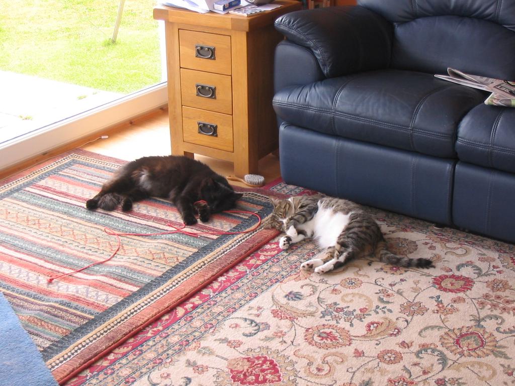 Far travelled cats Nothing unusual in this photo, two contented cats relaxing and