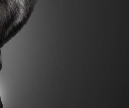 Dogtra offers a complete line of e-collars from small-breed pet trainers to a variety of sporting
