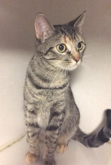 on our website. Soda Soda was a surrender. She is about eight months old and still very much a kitten.