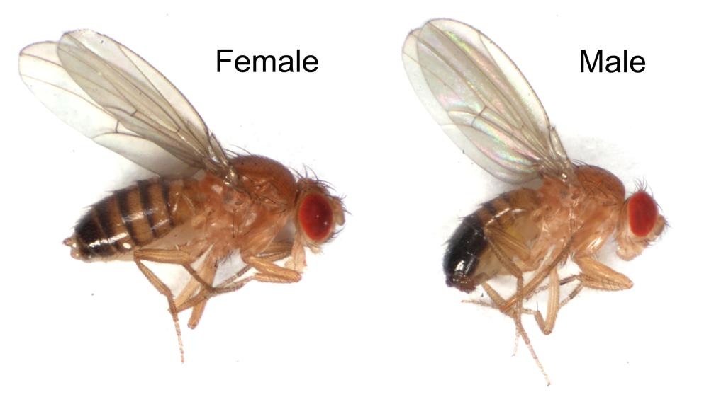 Fruit Flies Adult Drosophila melanogaster are 1/8 long with large red eyes,