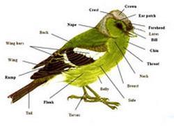 IV. Birds.- These are warm-blooded or homoiotherm vertebrates. Birds are terrestrial animals with feathers, wings and a beak. Most of them fly.