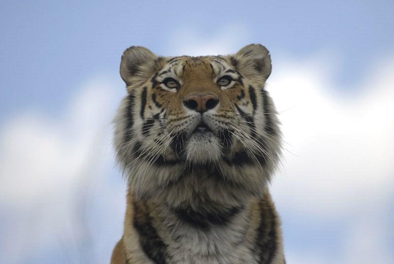 Cat Tales A 501(c)3 Organization The Exotic Feline Rescue Center A National Leader in Exotic Cat Rescue and Care August 2014 Six Tigers Rescued from Facility in New York State May 26-29, 2014: The