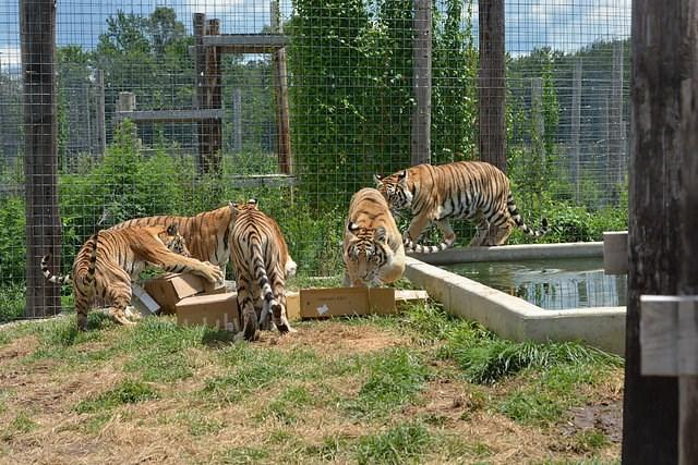 After she was moved she jumped back into the travel cage at every new arrival. Once in their new enclosure the adventuresome Bailey was the first to jump into their large new swimming pool!