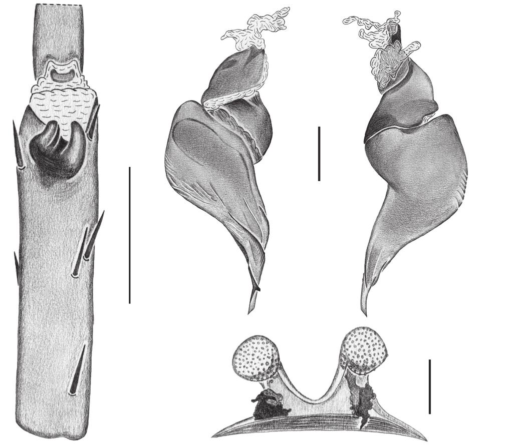 187 5 6 7 8 Figs 5-8. Munduruku bicoloratum gen. nov., sp. nov. Male holotype (MPEG 19026): 5, tibial apophysies, ventral; 6, 7, copulatory bulb prolateral and retrolateral, respectively.