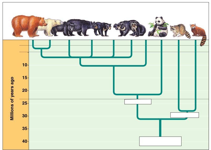 Oligocene Miocene A phylogenetic tree based on molecular data Brown bear Polar bear Asiatic black bear American black bear Sun bear Sloth