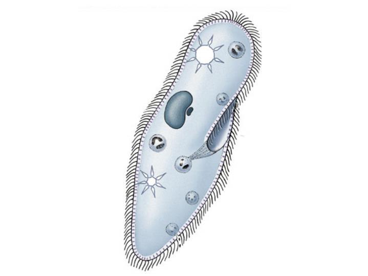 Paramecium Ciliated, unicellular organism whose cell surface is covered with cilia, Have a definite shape Contain