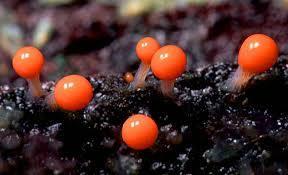 Slime molds May be either grouped