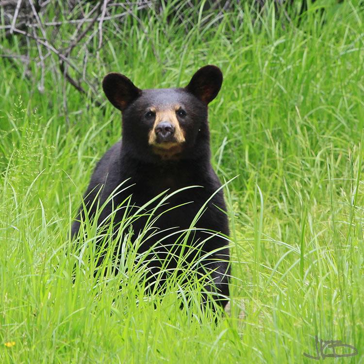 The Bear Facts Bears have a well developed sense of hearing Bears are extremely curious