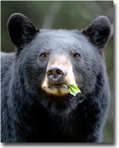 The Bear Facts Black bears are classified as carnivores, but are actually omnivores Diet consists